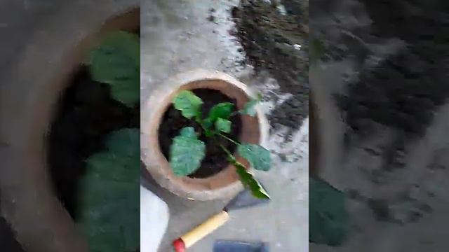 BEST WAY TO GROW GERBERA PLANT AT HOME.CARING. смотреть онлайн