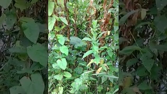 Foraging greater willow herb (Epilobium hirsutum) смотреть онлайн