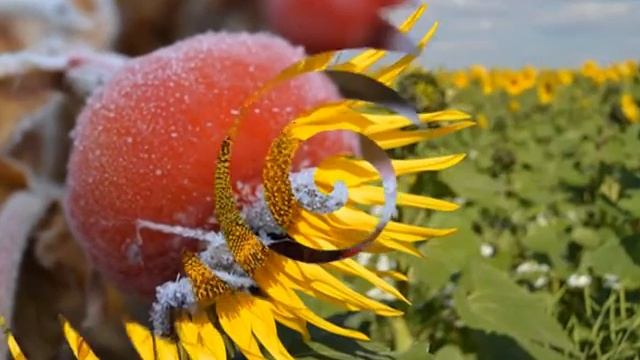 Как фотографировать цветы. Съемка цветов.