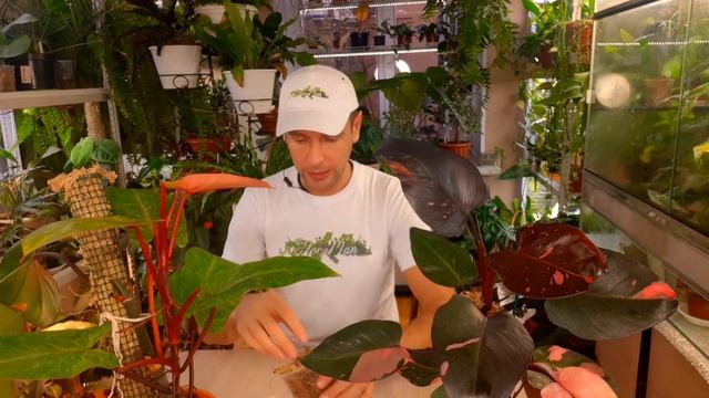 РАЗМНОЖЕНИЕ ФИЛОДЕНДРОНА СО 100% РЕЗУЛЬТАТОМ/philodendron Pink Princess/philodendron Painted Lady