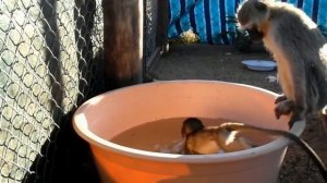 Смешные обезьяны, маленькие обезьянки, стоить посмотреть!!!