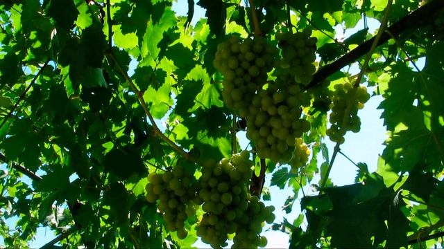 Виноград Прима Украины - ранняя ГФ Плясунова В.Н. на 09.08.21г. смотреть онлайн