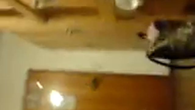 Bubblegumschleuder o_o xD (by Carooo und Lisaaa) смотреть онлайн