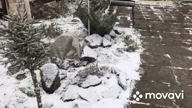 У нас выпал снег ❄️ ?укрыла розы, гортензии обрезала. На улице красота? смотреть онлайн