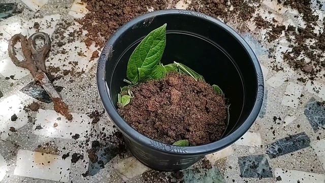 Repotting of Pink Syngonium and it's care . смотреть онлайн