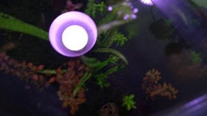 Почему гибнут креветки в аквариуме! Добавил Единол! Обзор аквариумных креветок!