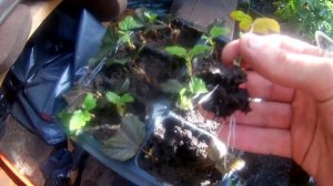 Размножение пузыреплодника черенками. Видео от черенка  до саженца