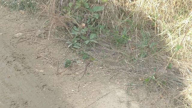 ?? Живородящая ящерица/Живороден гущер/Viviparous lizard 19.09.2021 #Болгария #природа #ящерица смотреть онлайн