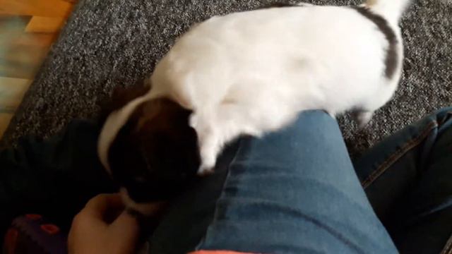 Собаки грызут ухо 2. смотреть онлайн