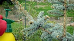 Пожелтели хвойные растения? Срочно лечим!