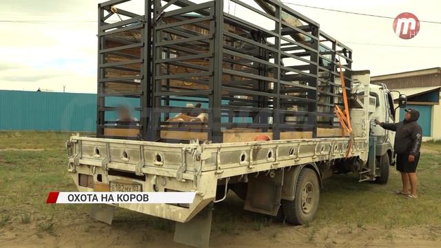 В Улан-Удэ начали отлавливать безнадзорных коров и лошадей смотреть онлайн