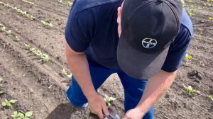 Дневник БайАрены Юг:  как считать листья подсолнечника