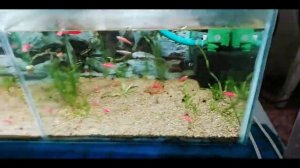 лечение ихтиофтириоза(манки) у гуппи.старый добрый метод!