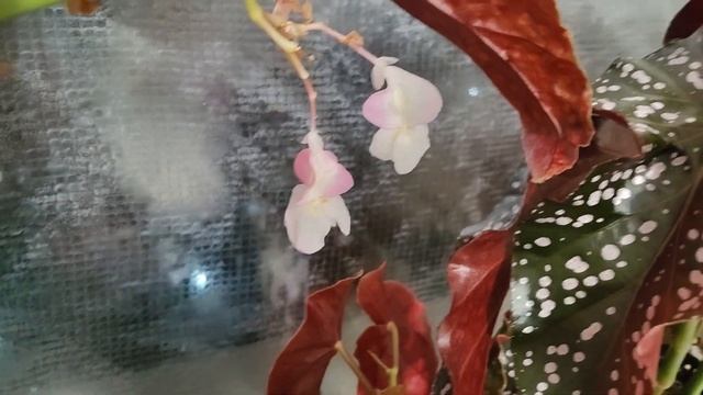 Что сегодня цветёт? 07.10.23.?️☘️???#комнатныерастения #цветы #растения #домашниецветы смотреть онлайн