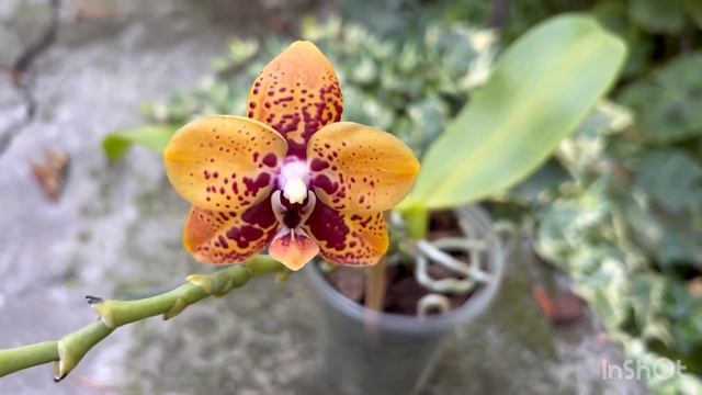 Мои яркие 🐍! Phal. Joy Spring Tina Anaconda& Zheng Min Anaconda 'Chienlung #01 & Zheng Min Anaconda