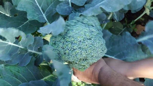 How To Grow Broccoli Green Magic Hybrid Broccoli смотреть онлайн