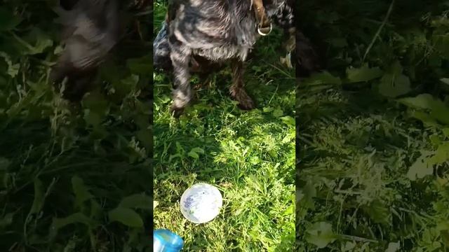 Пасточные водохлëбы смотреть онлайн