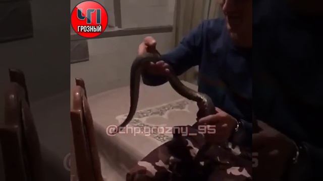 ❗ А вы боитесь змей? смотреть онлайн