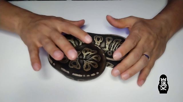 The Last Ball Python Pick-up Of The Year... So Far! смотреть онлайн
