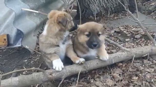 🐶🏠 Малыши ищут приют! смотреть онлайн