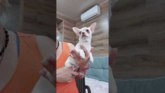 Ландау белокремовый продажа чихуахуа питомник Кастропуло Крым +79787458062 viber WhatsApp telegram смотреть онлайн