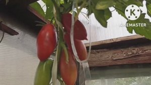 Сибирь. Обзор и дегустация томатов Девичьи слезы и Алые свечи.