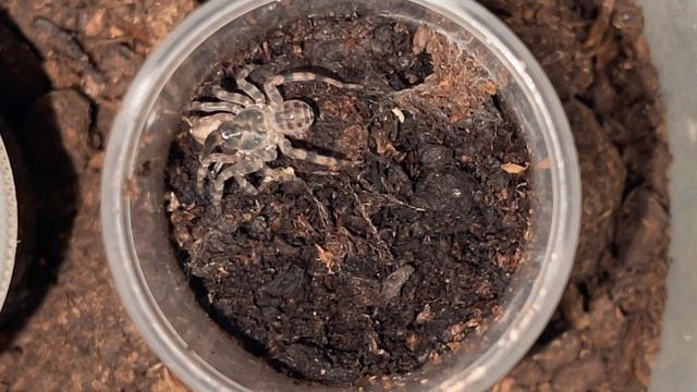 Liphistius sp Khao Luang feeding. смотреть онлайн