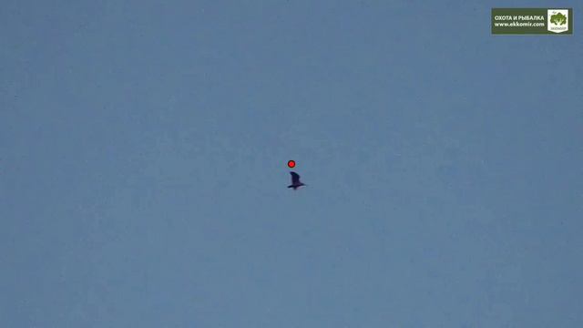 Удачные выстрелы с охоты на вальдшнепа смотреть онлайн