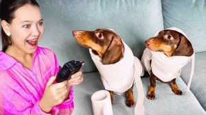 ПРОВЕРЯЕМ САМЫЕ СМЕШНЫЕ ПРАНКИ НАД СОБАКАМИ ИЗ ТИК-ТОКА