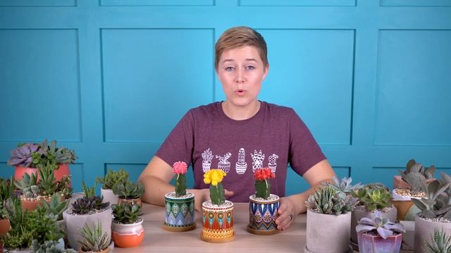 Learn how to properly care for Gymnocalycium mihanovichii "Moon Cactus"! смотреть онлайн