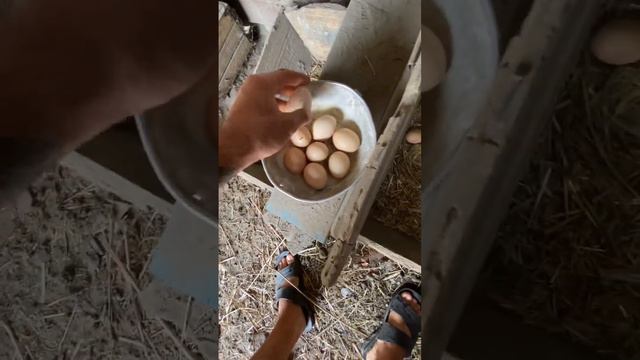Жизнь в селе. Часть 81. Чем кормить курей? Сбор яиц в курятнике.