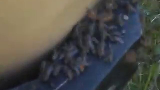 Паут поднялся смотреть онлайн