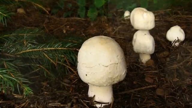 Pečárka lesní - Agaricus silvaticus смотреть онлайн