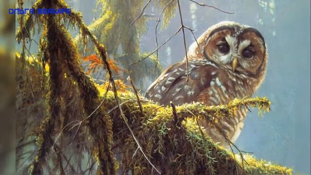 ОЛЬГА SEAWIFE Зимняя сказка(кавер-версия,ориг. И Богушевская,муз. А. Пинегин, сл. А Усачёв смотреть онлайн