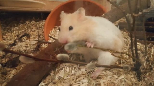 ДЕНЬ РОЖДЕНИЯ ВАНИЛЬКИ || ? РЕЦЕПТ ТОРТИКА ДЛЯ ХОМЯКОВ ? || ПЕРВЫЙ СБОР ТРАВ С УЛИЦЫ ?||МИЛЫЕ ХОМЯК смотреть онлайн