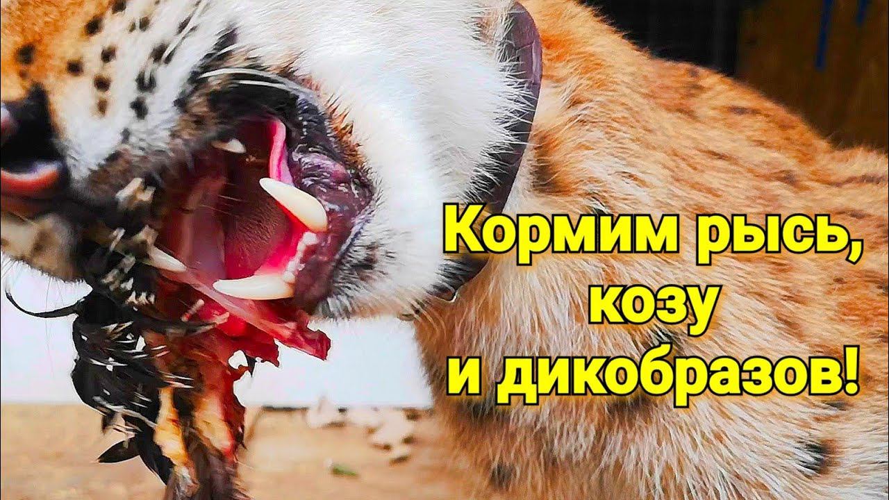 Кормим рысь, козу и дикобразов! / Feed the lynx, the goat and porcupines!