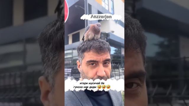 пахата корша бин