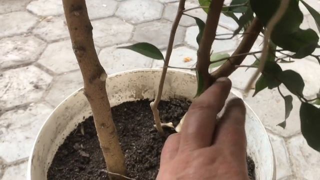 144. Обрезка фикуса Бенджамина. смотреть онлайн