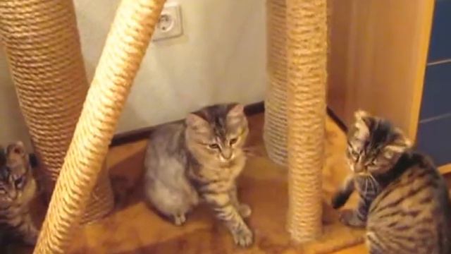 Курбобики играются смотреть онлайн