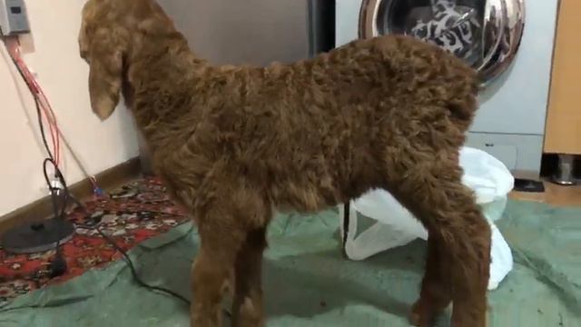 надо их не только содержать их ещё надо и любить)) смотреть онлайн