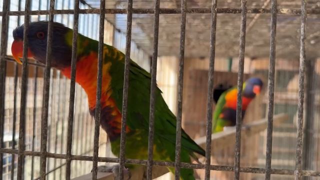 Fawn - White - Silver and Grey Java Sparrow Breeding Setup смотреть онлайн