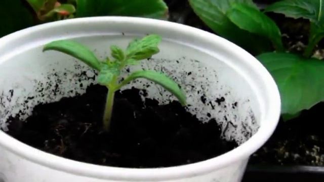 ПОСЕЯЛА ТОМАТ КАМЕННЫЙ ЦВЕТОК. 1 ЧАСТЬ. смотреть онлайн