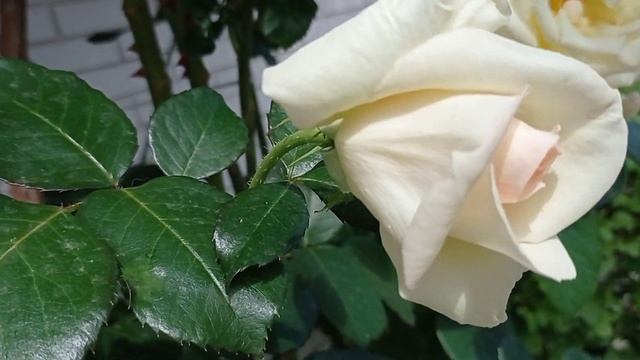 Вход в дом - лицо дома! Дизайн входной группы дома. Оформление арками с розами. смотреть онлайн