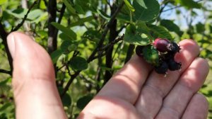 Отличия ирги ольхолистной и ирги колосистой