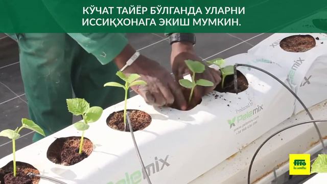 Уруғ ишлаб чиқариш жараёни. Процесс производства семян смотреть онлайн