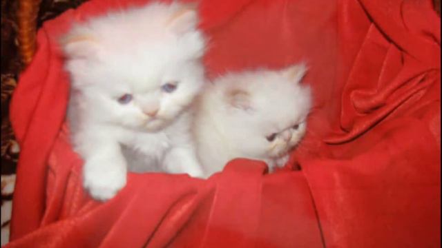 Чудесные персидские котята смотреть онлайн