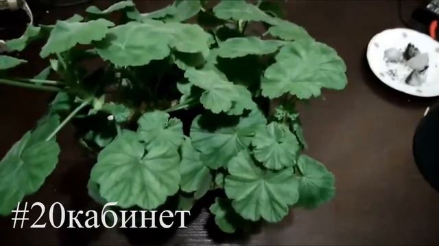 Лабораторная дома:) смотреть онлайн