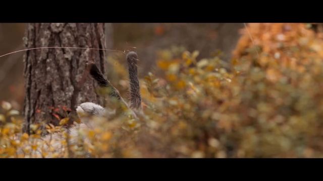 Приключения олененка / Aïlo: Une Odyssée En Laponie