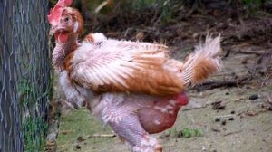 Почему куры лысые и что с этим делать?