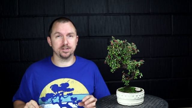 3 Best Bonsai Trees For Beginners - Which Bonsai Tree Should I Get?
